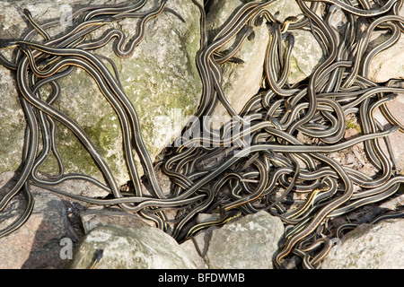 Grande gruppo di Red-sided garter snake (Thamnophis) a Narcisse Snake tane in Winnipeg, Manitoba, Canada Foto Stock