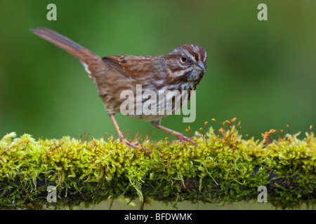 Song sparrow (Melospiza melodia) arroccato su un muschio coperto succursale in Victoria, Isola di Vancouver, British Columbia, Canada Foto Stock