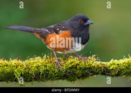 Avvistato Towhee (Pipilo maculatus) arroccato su un muschio coperto succursale in Victoria, Isola di Vancouver, British Columbia, Canada Foto Stock