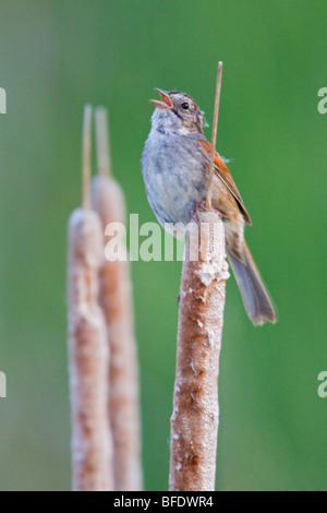 Swamp sparrow (Melospiza georgiana) appollaiato su un tifa in una palude vicino a punta lunga, Ontario, Canada Foto Stock