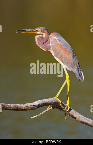 Airone tricolore (Egretta tricolore) appollaiato su un ramo all Estero Llano Grande parco dello stato del Texas, Stati Uniti d'America Foto Stock