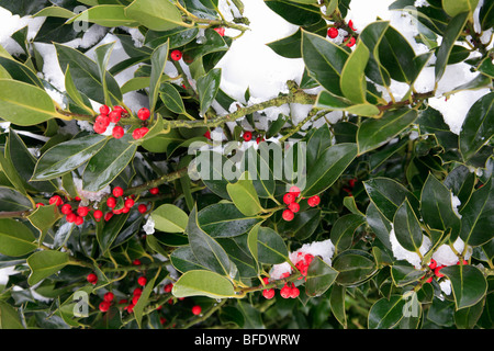 Neve invernale rosse bacche di agrifoglio Ilex aquifolium Foto Stock