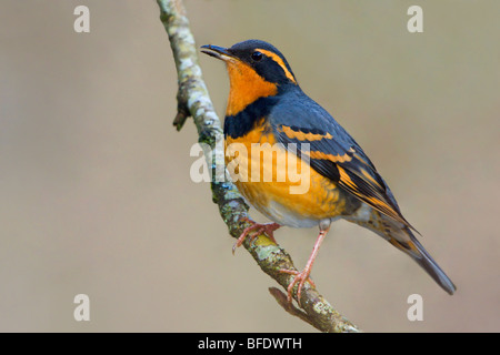 Variati i tordi (Ixoreus naevius) appollaiato su un ramo in Victoria, Isola di Vancouver, British Columbia, Canada Foto Stock