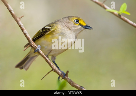 Bianco-eyed (Vireo Vireo griseus) all Estero Llano Grande parco dello stato del Texas, Stati Uniti d'America Foto Stock