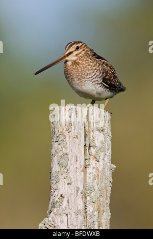 Il Wilson's beccaccino (Gallinago delicata) arroccato su di un palo da recinzione al Carden Alvar in Ontario, Canada Foto Stock