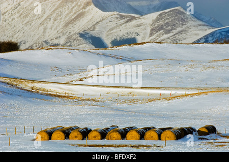 Balle di fieno nel campo nevoso, Twin Butte, Alberta, Canada Foto Stock