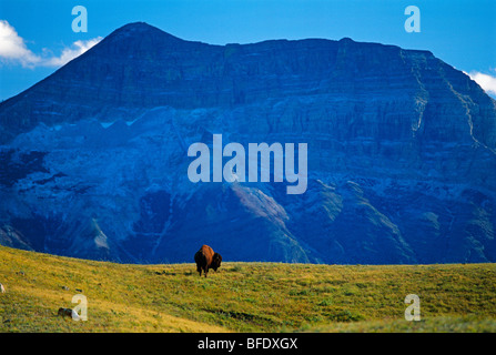 (Bison bison bison) in campo con picco di Vimy in background, Parco Nazionale dei laghi di Waterton, Alberta, Canada Foto Stock