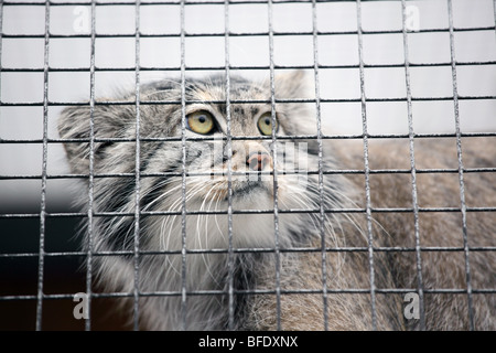 Pallas's cat allo zoo Foto Stock