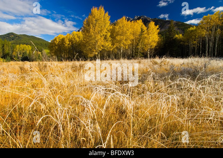 La brina sul prato in autunno, il Parco Nazionale di Banff, Alberta, Canada Foto Stock