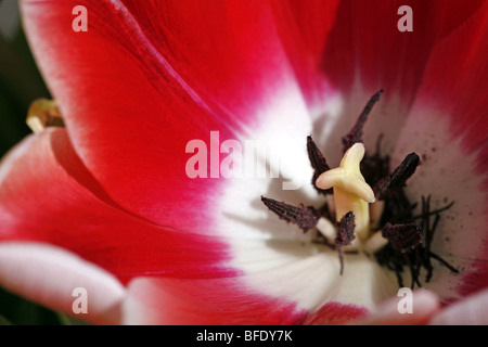 Il cade di un rosso e bianco fiore tulipano mostra il stami e pistillo Foto Stock