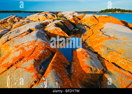 Licheni arancioni circondano una piscina di pre-cambriano roccia su Georgian Bay, a sud di Philip Edward Island, Ontario, Canada Foto Stock