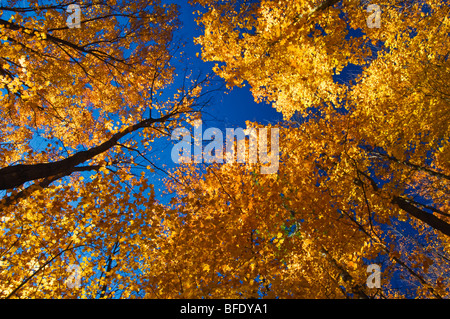 Basso angolo vista di aceri di zucchero (Acer saccharum) in colori autunnali, Parry Sound, Ontario, Canada Foto Stock