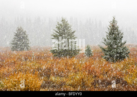 Nevicata sul prato in autunno colori, il Parco Nazionale di Banff, Alberta, Canada Foto Stock