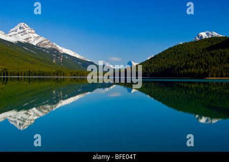 Montare erbaccia, a sinistra, si riflette nel basso Lago di uccelli acquatici, Icefields Parkway, il Parco Nazionale di Banff, Alberta, Canada Foto Stock