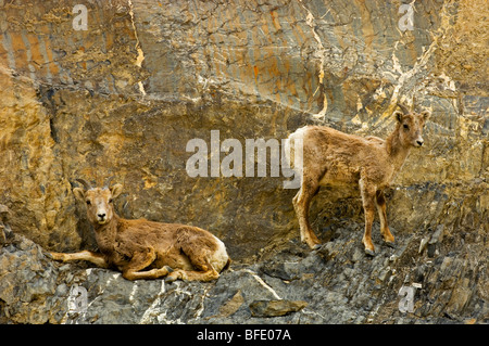 Giovane montagna rocciosa bighorn (Ovis canadensis) sulla scogliera battuta nel Parco Nazionale di Jasper, Alberta, Canada Foto Stock