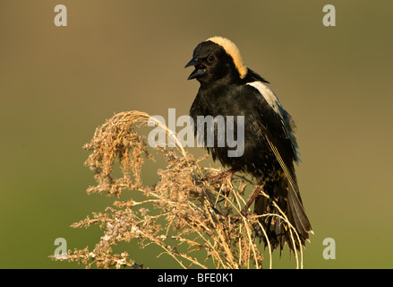 Maschio (Bobolink Dolichonyx oryzivorus) arroccato su erba alta in Osoyoos, British Columbia, Canada Foto Stock