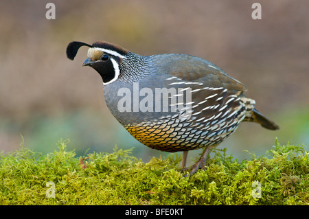 California quaglia (Callipepla californica) sul registro di muschio in Victoria, Isola di Vancouver, British Columbia, Canada Foto Stock