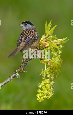 Golden-incoronato sparrow (Zonotrichia atricapilla) sul pesce persico nel Victoria, Isola di Vancouver, British Columbia, Canada Foto Stock