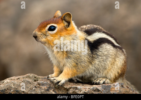 Golden-massa mantled scoiattolo (Spermophilus lateralis) a Deschutes National Forest, Oregon, Stati Uniti d'America Foto Stock