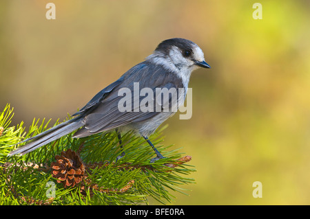 Gray jay (Perisoreus canadensis) in Manning Provincial Park, British Columbia, Canada Foto Stock