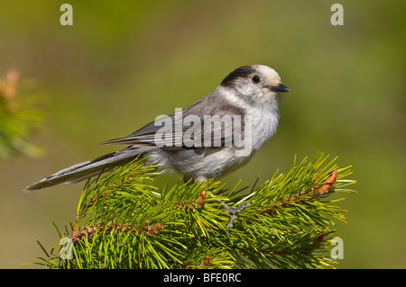 Gray jay (Perisoreus canadensis) in Manning Provincial Park, British Columbia, Canada Foto Stock