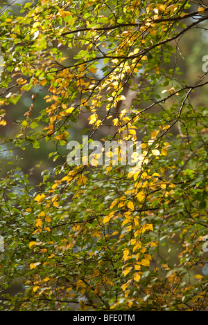 La luce del sole attraverso foglie di autunno su argento Betulla a Abernethy Forest Riserva Naturale Nazionale, Loch Garten, Scotland, Regno Unito Foto Stock