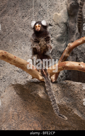 Marmoset comuni. Callithrix jacchus America del Sud Foto Stock