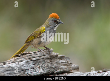 Verde-tailed towhee (Pipilo chlorurus) appollaiato sul log in Deschutes National Forest, Oregon, Stati Uniti d'America Foto Stock