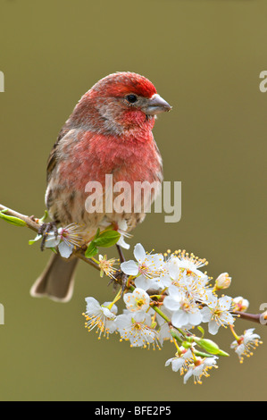 House Finch (Carpodacus mexicanus) su fioritura prugna ramo di albero, Victoria, Isola di Vancouver, British Columbia, Canada Foto Stock