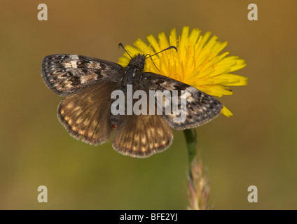 Properzio duskywing (Erynnis properzio) farfalla sul fiore di tarassaco in Monte Tolmie Park, Saanich, British Columbia, Canada Foto Stock