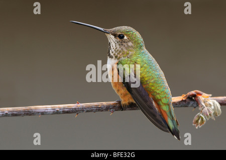 Femmina Rufous hummingbird (Selasphorus rufus) sul pesce persico, Victoria, Isola di Vancouver, British Columbia, Canada Foto Stock