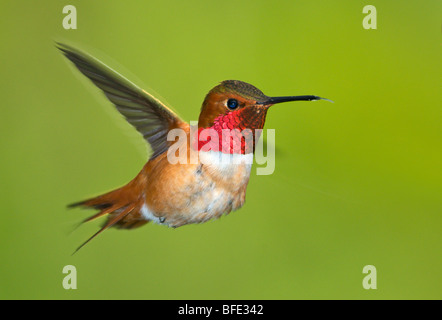 Voce maschile Rufous hummingbird (Selasphorus rufus) in volo, Victoria, Isola di Vancouver, British Columbia, Canada Foto Stock