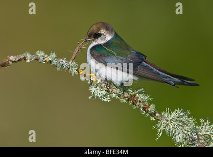 Femmina viola-green Swallow (Tachycineta thalassina) con materiale di nidificazione, Victoria, Isola di Vancouver, British Columbia, Canada Foto Stock