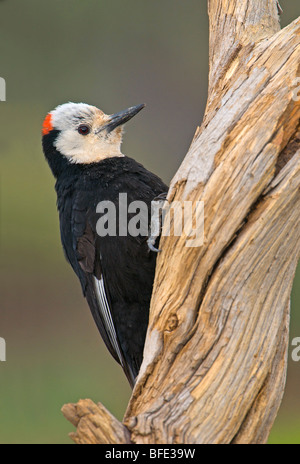 White-headed woodpecker (Picoides albolarvatus) arroccato su albero morto a Deschutes National Forest, Oregon, Stati Uniti d'America Foto Stock