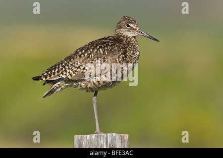 Willet (Tringa semipalmata) arroccato su palo da recinzione in estate il lago di Area faunistica, Oregon, Stati Uniti d'America Foto Stock