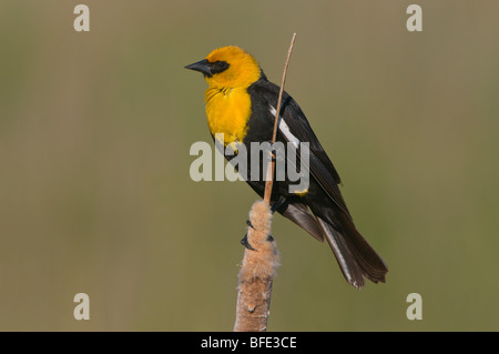 Giallo-guidato blackbird (Xanthocephalus xanthocephalus) arroccato su bullrush, Mosè area lacustre, Washington, Stati Uniti d'America Foto Stock