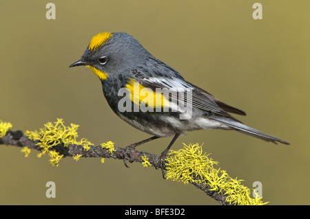 Maschio giallo-rumped trillo (Dendroica coronata) sul pesce persico a Deschutes National Forest, Oregon, Stati Uniti d'America Foto Stock