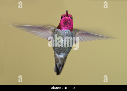 Maschio di Anna (hummingbird Calypte anna) in volo in Victoria, Isola di Vancouver, British Columbia, Canada Foto Stock