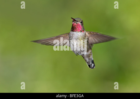 Maschio di Anna (hummingbird Calypte anna) in volo in Victoria, Isola di Vancouver, British Columbia, Canada Foto Stock