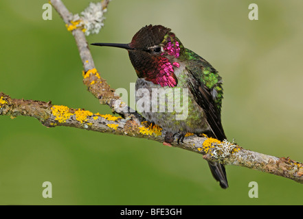 Maschio di Anna (hummingbird Calypte anna) sul pesce persico nel Victoria, Isola di Vancouver, British Columbia, Canada Foto Stock