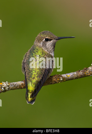 Donna Anna (hummingbird Calypte anna) sul pesce persico nel Victoria, Isola di Vancouver, British Columbia, Canada Foto Stock