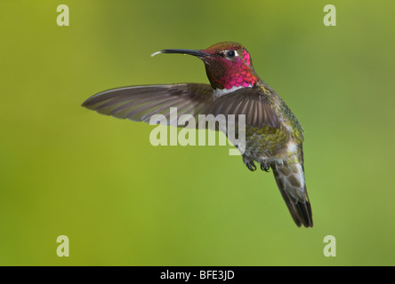 Maschio di Anna (hummingbird Calypte anna) in volo in Victoria, Isola di Vancouver, British Columbia, Canada Foto Stock