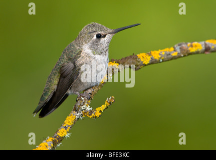 Donna Anna (hummingbird Calypte anna) sul pesce persico nel Victoria, Isola di Vancouver, British Columbia, Canada Foto Stock