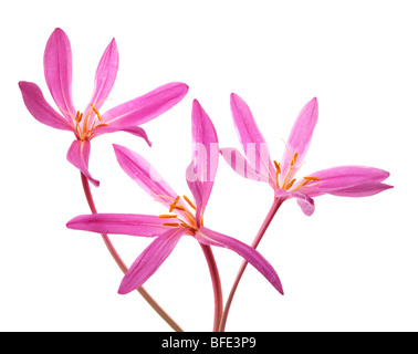 Tre colchicum rosa fiori su sfondo bianco Foto Stock