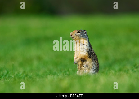 Una cascata dorata massa mantled scoiattolo (Spermophilus saturatus), Manning Provincial Park, British Columbia, Canada Foto Stock