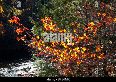 Boccola di platano in autunno, Great Smoky Mountains National Park, Tennessee Foto Stock
