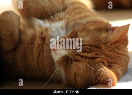 Un adorabile lo zenzero e bianco gatto adulto. Foto Stock