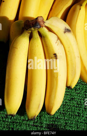 Banana specie Musa un frutto giallo nella famiglia Musaceae Foto Stock
