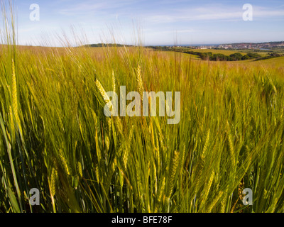 Campo di maturazione di orzo con la città di Newhaven in background Foto Stock