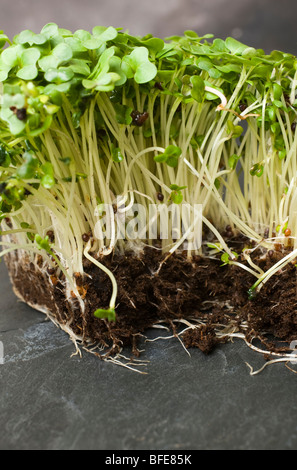 Garden cress (Lepidium sativum) sul piano di lavoro di marmo Foto Stock